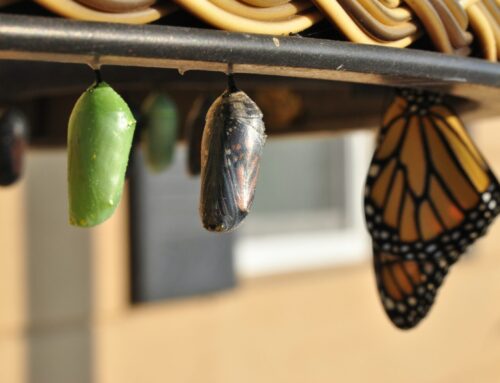 Best Practices to Better Prepare for the Inevitability of Career Transition
